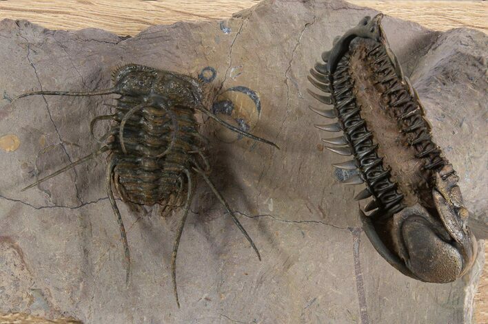 Spiny Ceratonurus Trilobite With Ventral Crotalocephalina #339588